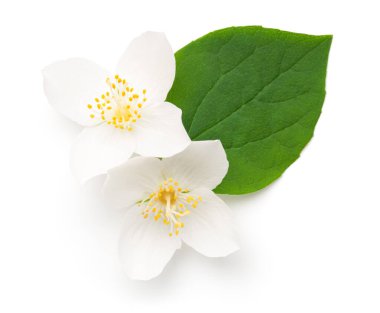 Yasemin çiçekleri ve beyaz arka planda yaprak. Yukarıdan görüntüle 