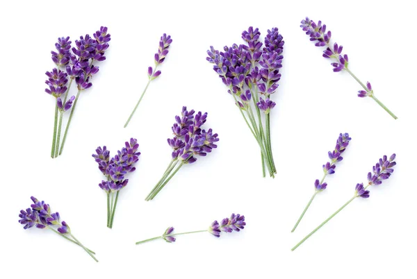 Lavendel Geïsoleerd Witte Achtergrond Set Van Verse Natuurlijke Bloemen Bovenaanzicht — Stockfoto