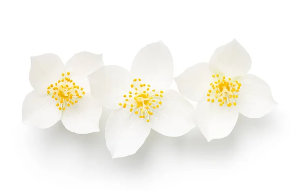 Jasmine Elszigetelt Fehér Háttérrel Három Virág Felülnézet — Stock Fotó