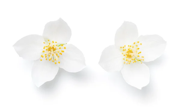 Flores Jazmín Aisladas Sobre Fondo Blanco Vista Superior — Foto de Stock