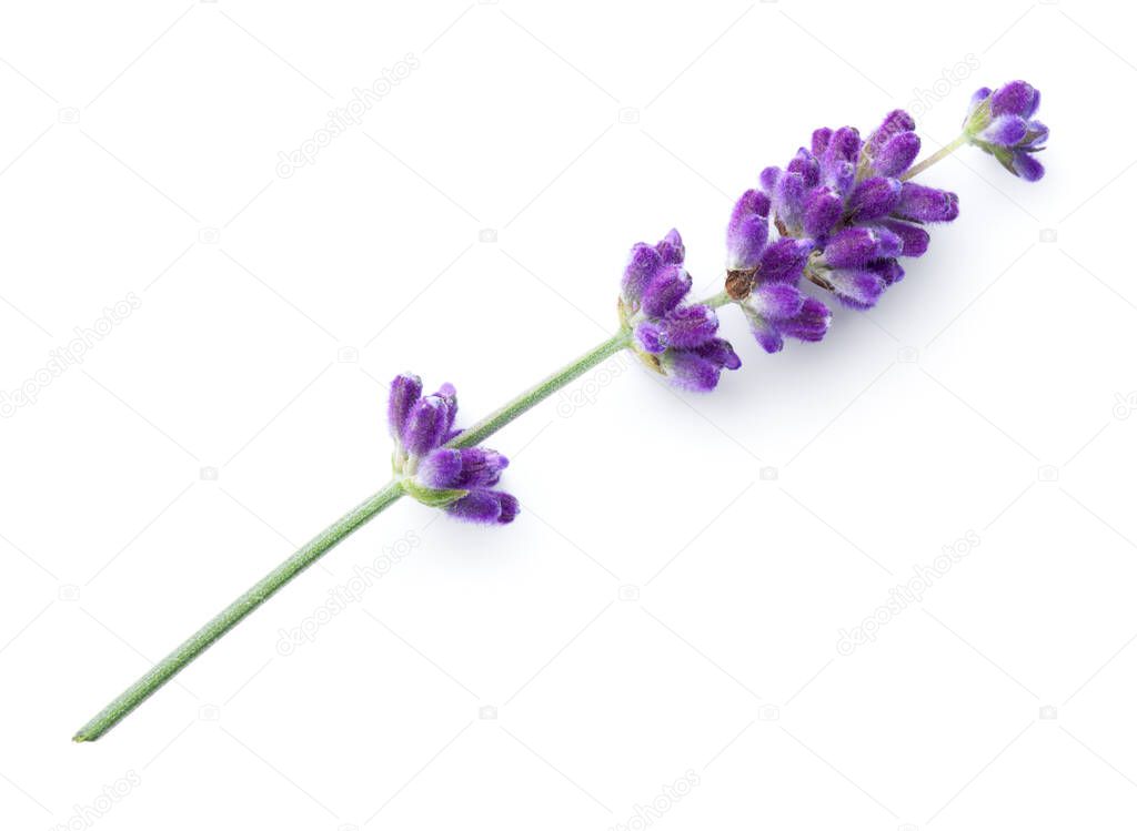 Lavender flower isolated on white background. View from above
