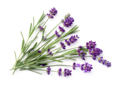 Lavender isolated on white background. Flat lay. Top view clipart