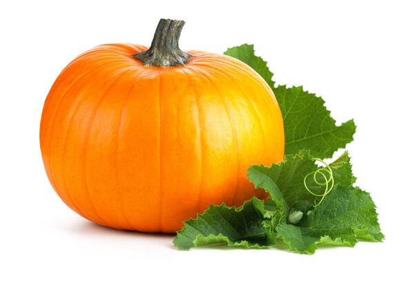 Pumpkin with green leaves isolated on white background