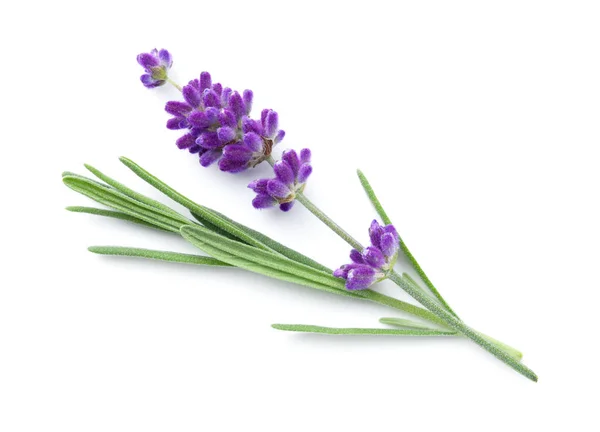 Lavender Flower Isolated White Background Top View Flat Lay — Stock Photo, Image