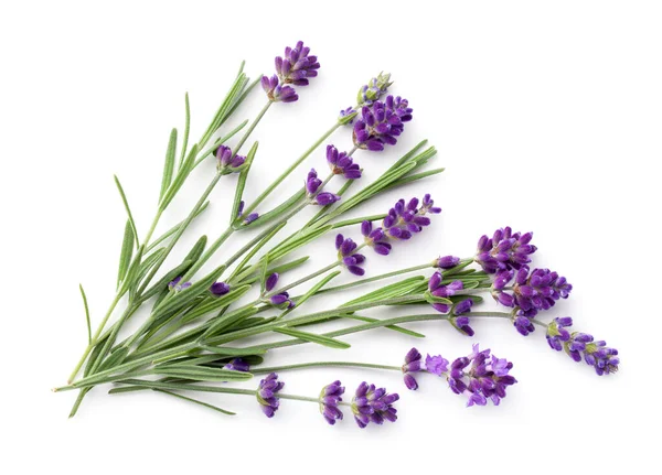 Lavender isolated on white background. Flat lay. Top view