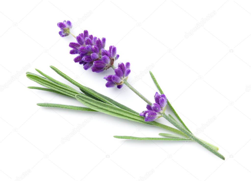 Lavender flower isolated over white background. Top view, flat lay