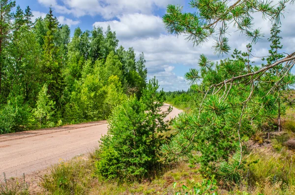 Uma estrada rural através de uma floresta — Fotografia de Stock