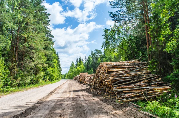 Nyklippta trädstockar staplade på hög — Stockfoto