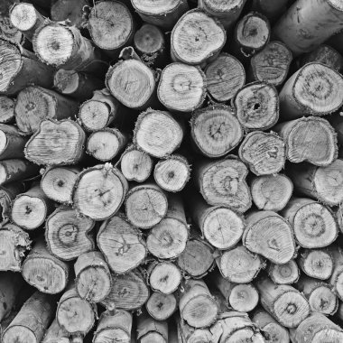 taze kesilmiş ağaç yığını