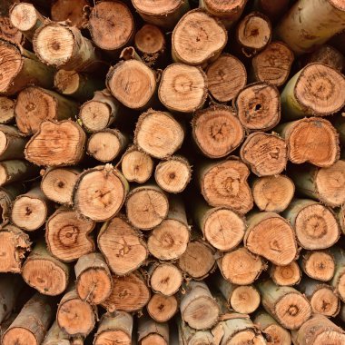 taze kesilmiş ağaç yığını