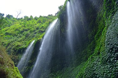 Madakaripura şelale Doğu Java