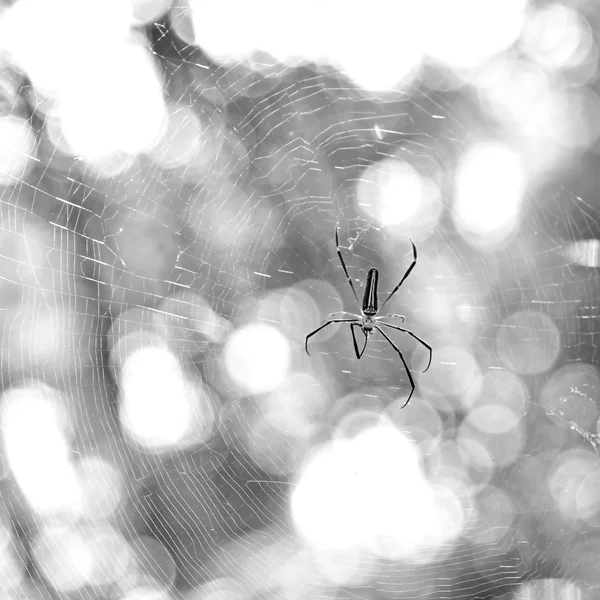 Spin op een spinnenweb — Stockfoto