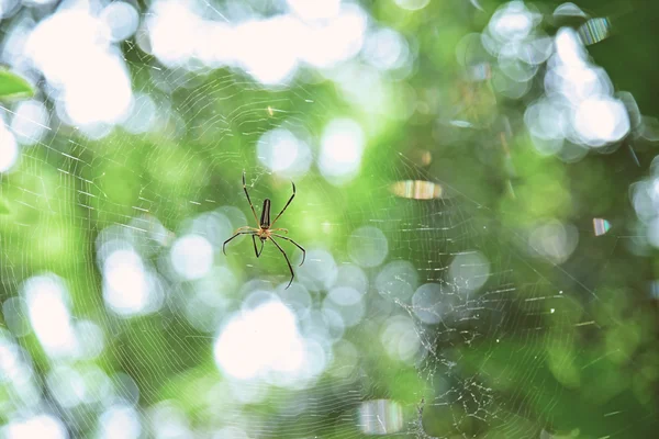 Araña en una tela de araña —  Fotos de Stock