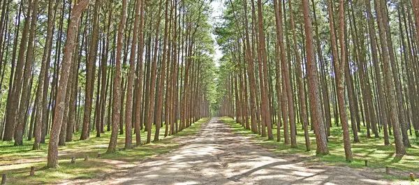 Parque de pinos en Chiang Mai — Foto de Stock