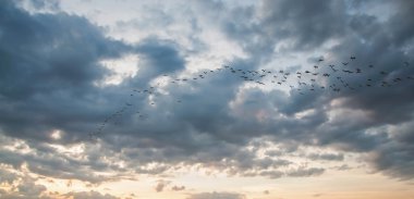 Kuşlar gökyüzünde uçuyor
