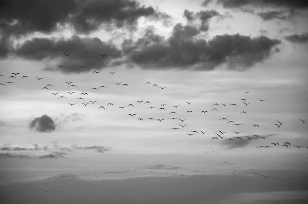 Multidão de pássaros voando no céu — Fotografia de Stock