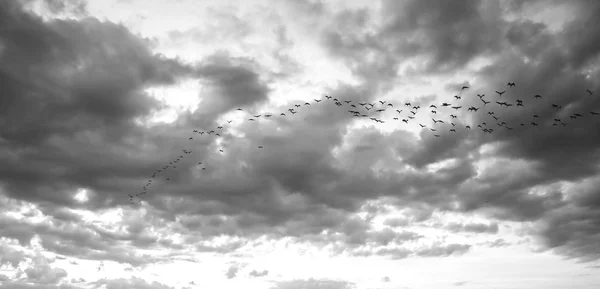 Fåglar som flyger i skyn — Stockfoto