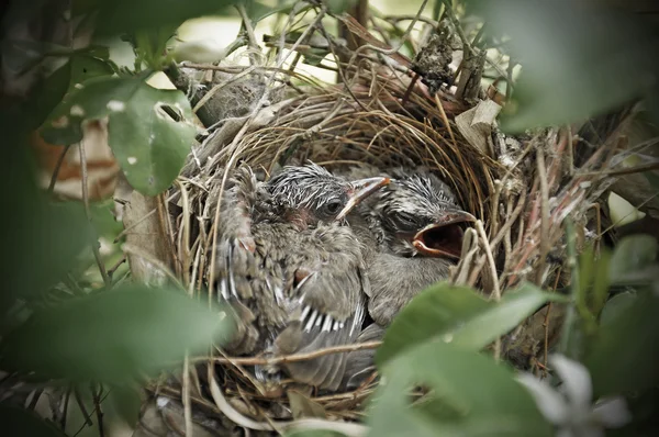 The flappers in the nest — Stock Photo, Image