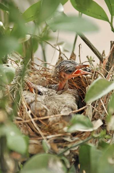 Die Flattertiere im Nest — Stockfoto