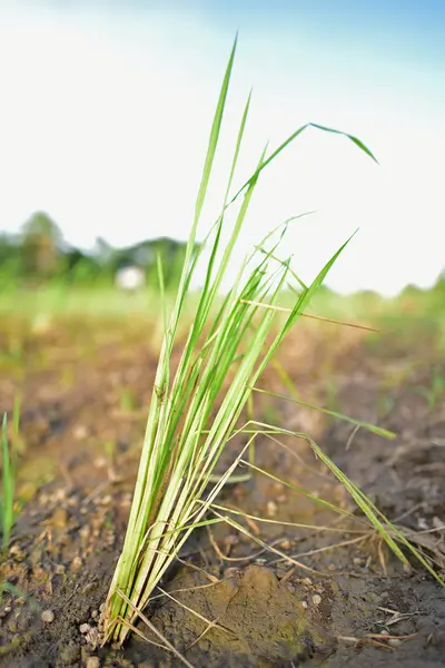 Rice tree in the country — Stock Photo, Image