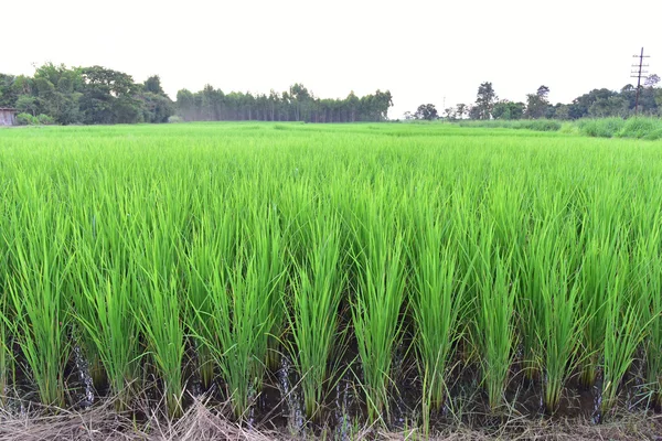 Τομέα του ρυζιού στη χώρα — Φωτογραφία Αρχείου