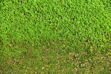 Yerdeki yeşil bitkiler