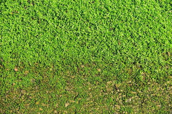 Groene planten op de verdieping — Stockfoto