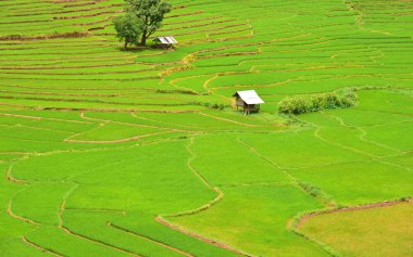 Teraslı pirinç alan Chaloem Phra Kiat bölgesinde