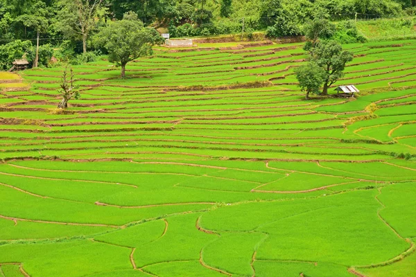 Teraslı pirinç alan Chaloem Phra Kiat bölgesinde — Stok fotoğraf