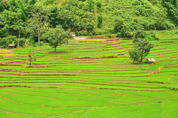 Terrasvormige rijst veld Chaloem Phra Kiat district — Stockfoto