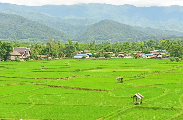 Campo de arroz verde — Foto de Stock