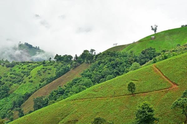 View of the mountain in Pua district — Stock Photo, Image