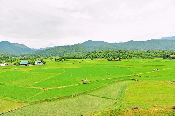 Campo de arroz verde — Foto de Stock