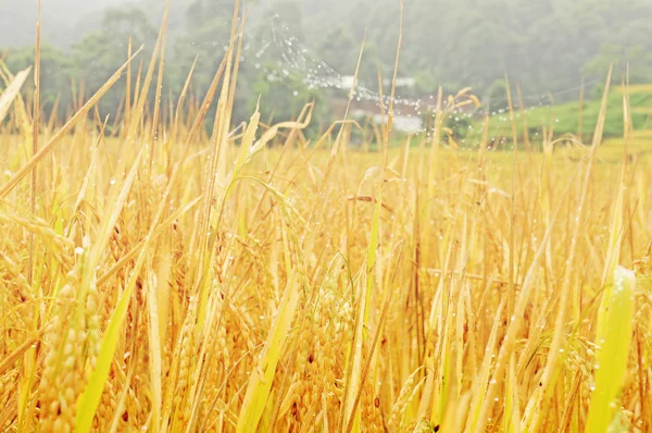 Altın pirinç alan Mae Klang Luang Köyü — Stok fotoğraf
