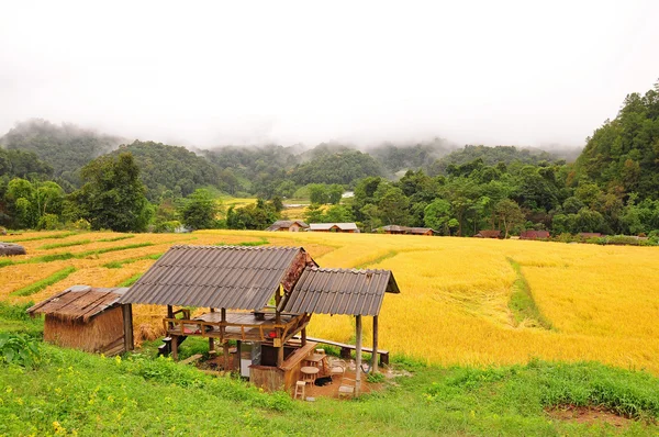 Campo di riso dorato nel villaggio di Mae Klang Luang — Foto Stock