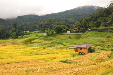 Tayland, Chiang Mai 'deki Mae Klang Luang köyünde altın pirinç tarlası..