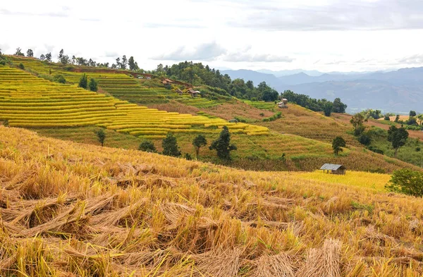 Mae Cham 'daki Pa Bong Piang köyünde altın pirinç tarlası, Chiang Mai, Tayland.