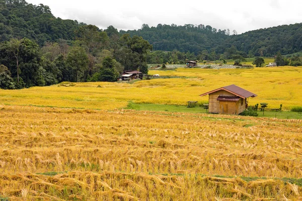 Golden Rice Field Mae Klang Luang Village Chiang Mai Thailand — Stock Photo, Image