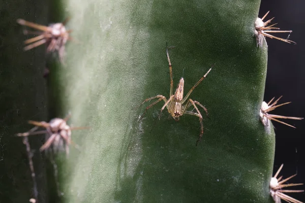 Primer Plano Una Araña Con Una Tela Araña Cactus —  Fotos de Stock