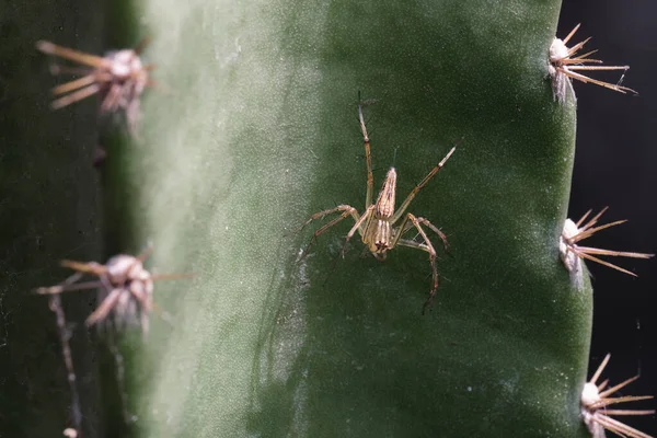 Primo Piano Ragno Con Una Ragnatela Sul Cactus — Foto Stock