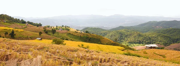Panorama Della Risaia Dorata Nel Villaggio Bong Piang Mae Cham — Foto Stock