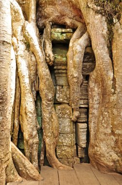 ta prohm Tapınağı