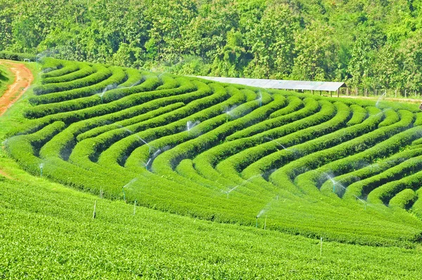 茶田 — 图库照片