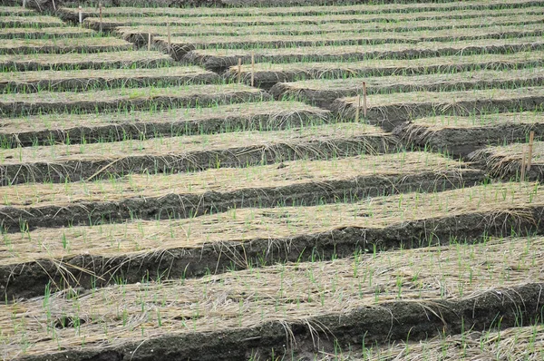 Rice field — Stock Photo, Image