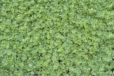 yaprakları yayılmak