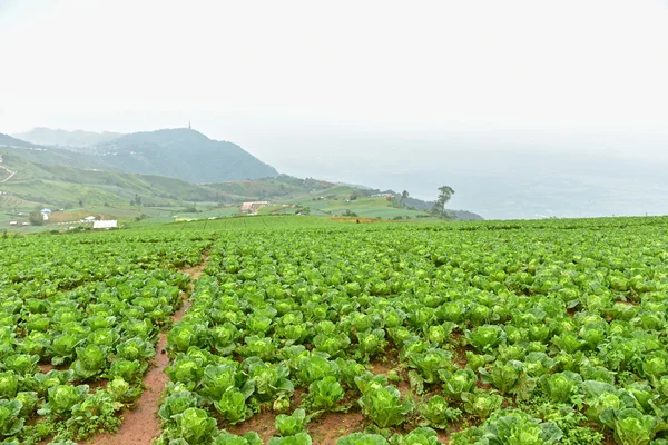 新鲜绿色白菜 — 图库照片