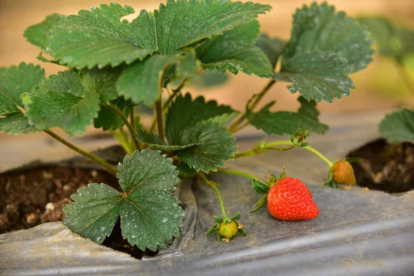 Fresh strawberries in the garden — Stock Photo, Image