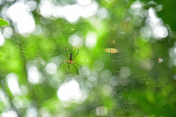 Araña en una tela de araña —  Fotos de Stock