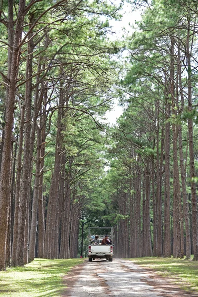 Borovice park v Chiang Mai — Stock fotografie