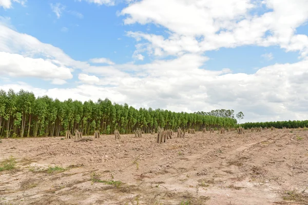 Kassava eller maniok växt-fält — Stockfoto